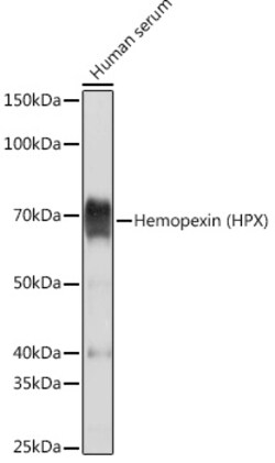 Invitrogen Hemopexin Recombinant Rabbit Monoclonal Antibody (1M6O3) 100