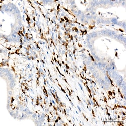 Invitrogen CD74 Recombinant Rabbit Monoclonal Antibody (2M8H5) 100 &mu;L;