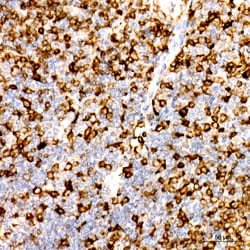Invitrogen CD74 Recombinant Rabbit Monoclonal Antibody (2M8H5) 100 &mu;L;