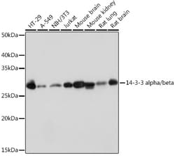 Invitrogen 14-3-3 beta Recombinant Rabbit Monoclonal Antibody (2F7O1) 100