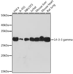 Invitrogen 14-3-3 gamma Recombinant Rabbit Monoclonal Antibody (5R4Q4)