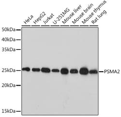 Invitrogen PSMA2 Recombinant Rabbit Monoclonal Antibody (6L5H4) 100 &mu;L;