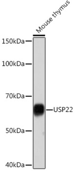 Invitrogen USP22 Recombinant Rabbit Monoclonal Antibody (9C7I8) 100 &mu;L;