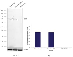 Invitrogen VPS35 Recombinant Rabbit Monoclonal Antibody (8D3L3) 100 &mu;L;
