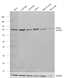 Invitrogen VPS35 Recombinant Rabbit Monoclonal Antibody (8D3L3) 100 &mu;L;