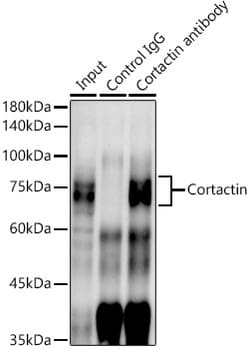 Invitrogen Cortactin Recombinant Rabbit Monoclonal Antibody (2W5H9) 100