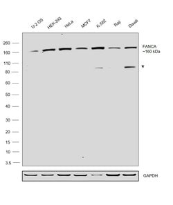 Invitrogen FANCA Recombinant Rabbit Monoclonal Antibody (4Q1Q8) 100 &mu;L;