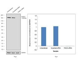 Invitrogen FANCA Recombinant Rabbit Monoclonal Antibody (4Q1Q8) 100 &mu;L;