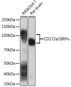 Invitrogen SIRP alpha Recombinant Rabbit Monoclonal Antibody (10Q7E6) 100