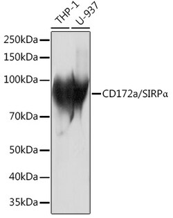 Invitrogen SIRP alpha Recombinant Rabbit Monoclonal Antibody (10Q7E6) 100