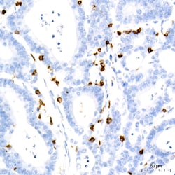 Invitrogen CD7 Recombinant Rabbit Monoclonal Antibody (9R10T5) 100 &mu;L;
