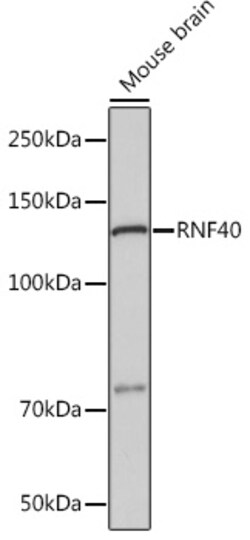Invitrogen RNF40 Recombinant Rabbit Monoclonal Antibody (8I7R5) 100 &mu;L;