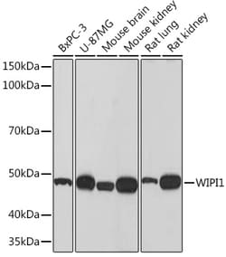Invitrogen WIPI1 Recombinant Rabbit Monoclonal Antibody (2F4G9) 100 &mu;L;