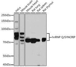 Invitrogen HnRNP Q Recombinant Rabbit Monoclonal Antibody (1R0G5) 100 &mu;L | Buy Online | Invitrogen&trade; | Fisher Scientific