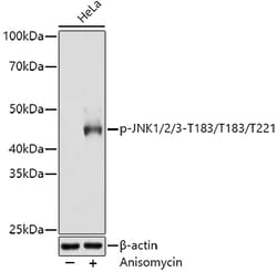Invitrogen Phospho-JNK1/JNK2/JNK3 (Thr183, Thr221) Recombinant Rabbit Monoclonal