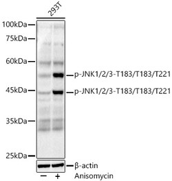 Invitrogen Phospho-JNK1/JNK2/JNK3 (Thr183, Thr221) Recombinant Rabbit Monoclonal
