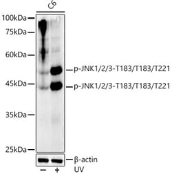 Invitrogen Phospho-JNK1/JNK2/JNK3 (Thr183, Thr221) Recombinant Rabbit Monoclonal