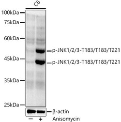 Invitrogen Phospho-JNK1/JNK2/JNK3 (Thr183, Thr221) Recombinant Rabbit Monoclonal