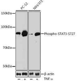 Invitrogen Phospho-STAT3 (Ser727) Recombinant Rabbit Monoclonal Antibody