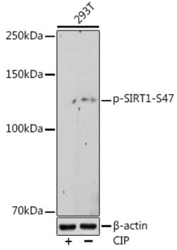 Invitrogen Phospho-SIRT1 (Ser47) Recombinant Rabbit Monoclonal Antibody
