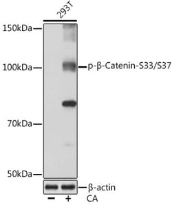 Invitrogen Phospho-beta Catenin (Ser33, Ser37) Recombinant Rabbit Monoclonal