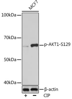 Invitrogen Phospho-AKT1 (Ser129) Recombinant Rabbit Monoclonal Antibody