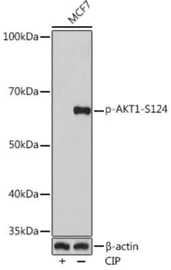 Invitrogen Phospho-AKT1 (Ser124) Recombinant Rabbit Monoclonal Antibody