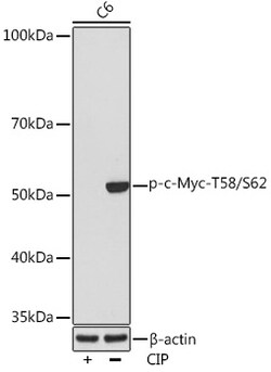 Invitrogen Phospho-c-Myc (Thr58, Ser62) Recombinant Rabbit Monoclonal Antibody