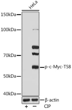 Invitrogen Phospho-c-Myc (Thr58) Recombinant Rabbit Monoclonal Antibody
