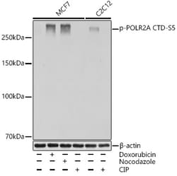 Invitrogen Phospho-POLR2A (Ser5) Recombinant Rabbit Monoclonal Antibody (10C7U2) 100 &mu;L | Buy Online | Invitrogen&trade; | Fisher Scientific