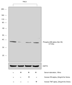 Invitrogen Phospho-IkB alpha (Ser36) Recombinant Rabbit Monoclonal Antibody