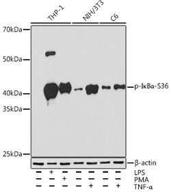 Invitrogen Phospho-IkB alpha (Ser36) Recombinant Rabbit Monoclonal Antibody