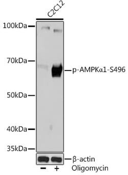 Invitrogen Phospho-AMPK alpha-1 (Ser496) Recombinant Rabbit Monoclonal