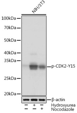 Invitrogen Phospho-CDK2 (Tyr15) Recombinant Rabbit Monoclonal Antibody