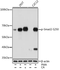Invitrogen Phospho-SMAD2 (Ser250) Recombinant Rabbit Monoclonal Antibody