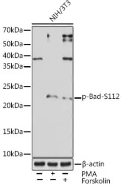 Invitrogen Phospho-Bad (Ser112) Recombinant Rabbit Monoclonal Antibody