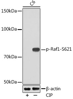 Invitrogen Phospho-c-Raf (Ser621) Recombinant Rabbit Monoclonal Antibody