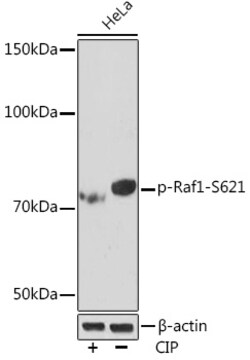 Invitrogen Phospho-c-Raf (Ser621) Recombinant Rabbit Monoclonal Antibody
