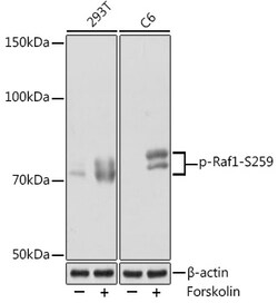 Invitrogen Phospho-c-Raf (Ser259) Recombinant Rabbit Monoclonal Antibody