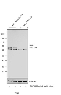 Invitrogen Phospho-c-Raf (Ser259) Recombinant Rabbit Monoclonal Antibody