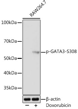Invitrogen Phospho-GATA3 (Ser308) Recombinant Rabbit Monoclonal Antibody