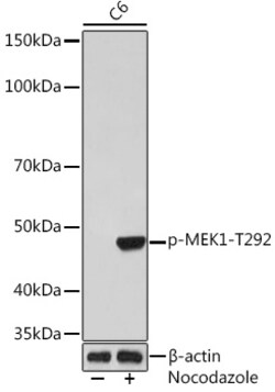 Invitrogen Phospho-MEK1 (Thr292) Recombinant Rabbit Monoclonal Antibody