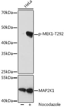 Invitrogen Phospho-MEK1 (Thr292) Recombinant Rabbit Monoclonal Antibody