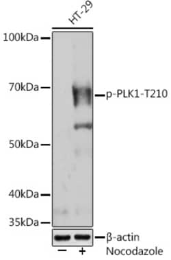 Invitrogen Phospho-PLK1 (Thr210) Recombinant Rabbit Monoclonal Antibody