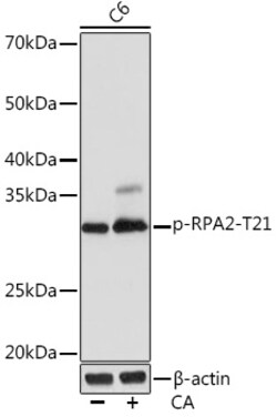 Invitrogen Phospho-RPA2 (Thr21) Recombinant Rabbit Monoclonal Antibody
