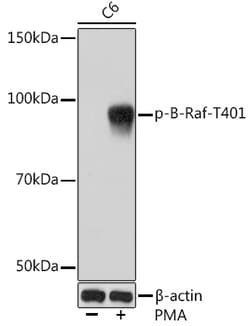 Invitrogen Phospho-BRAF35 (Thr401) Recombinant Rabbit Monoclonal Antibody