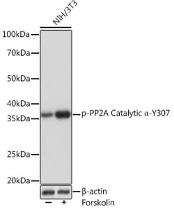 Invitrogen Phospho-PP2A alpha (Tyr307) Recombinant Rabbit Monoclonal Antibody