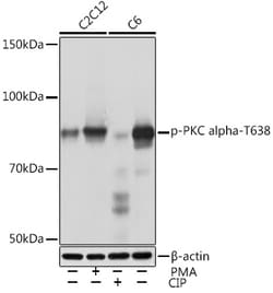 Invitrogen Phospho-PKC alpha (Thr638) Recombinant Rabbit Monoclonal Antibody