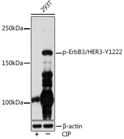 Invitrogen Phospho-ErbB3 (Tyr1222) Recombinant Rabbit Monoclonal Antibody