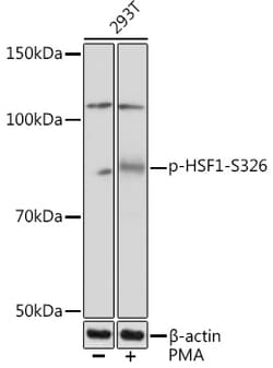 Invitrogen Phospho-HSF1 (Ser326) Recombinant Rabbit Monoclonal Antibody
